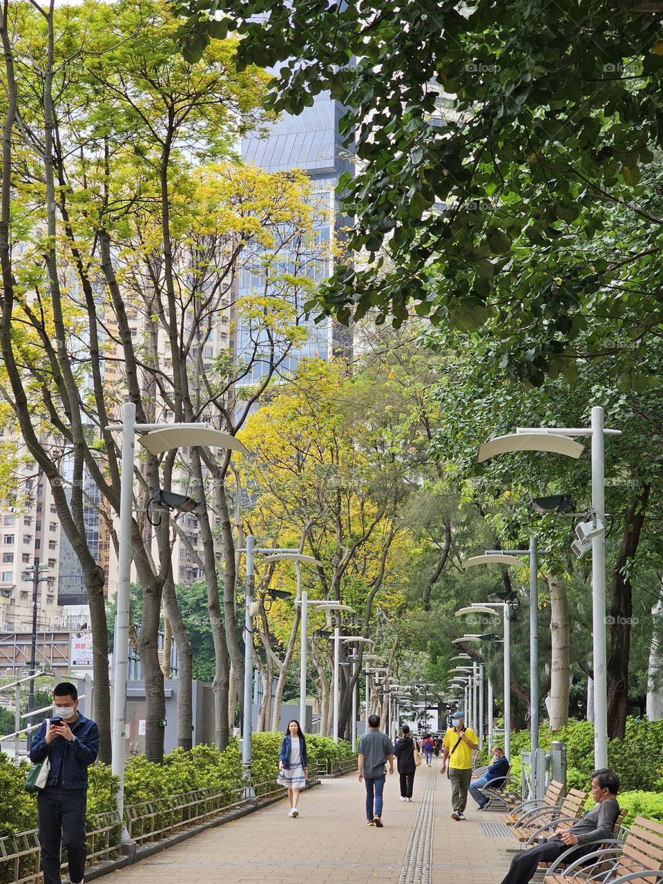 Green and yellow trees along side the pathway at Hong Kong Victoria Park