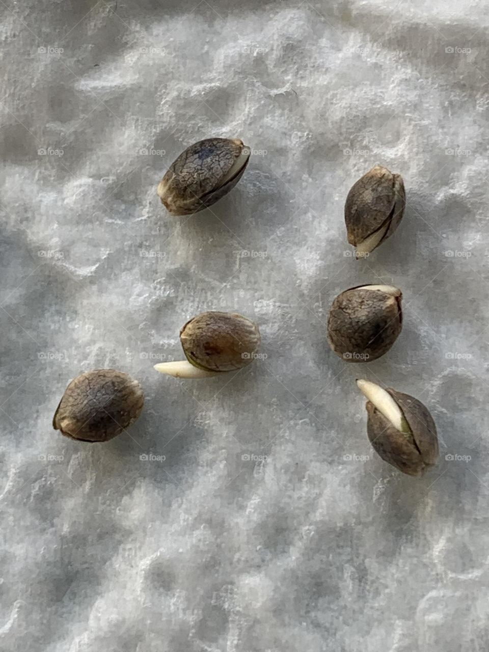 Marijuana Seeds Sprouting 