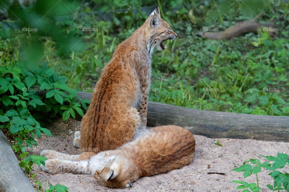 Lynx