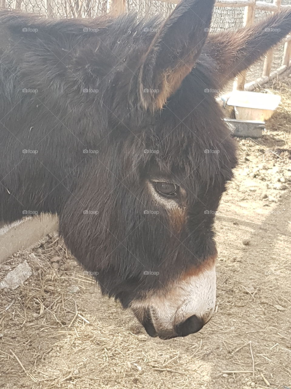 Close-up of a donkey