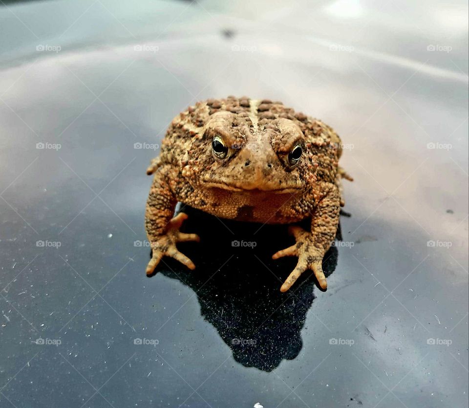 toad
