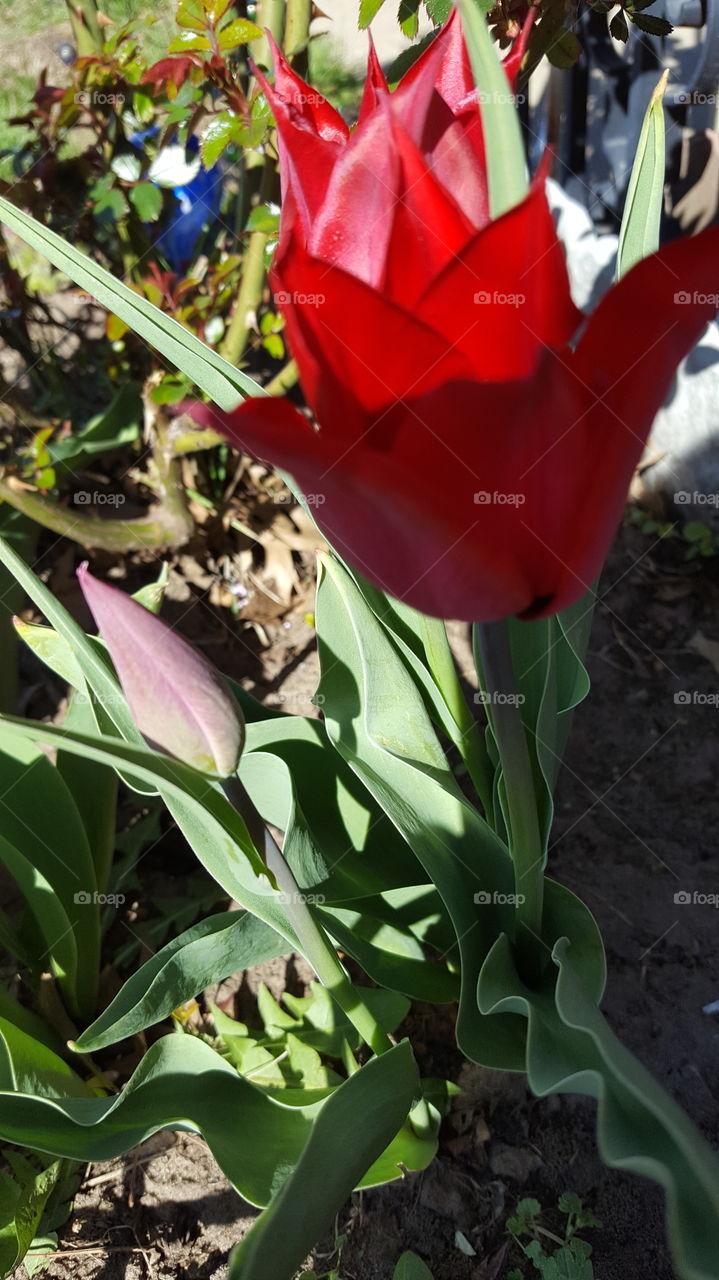 Tulip