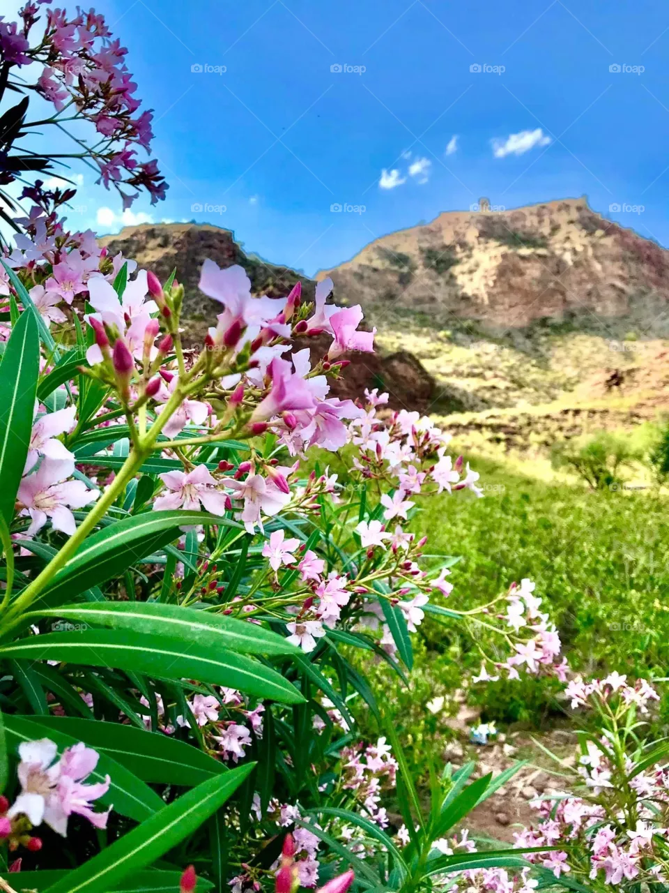 Nice nature 