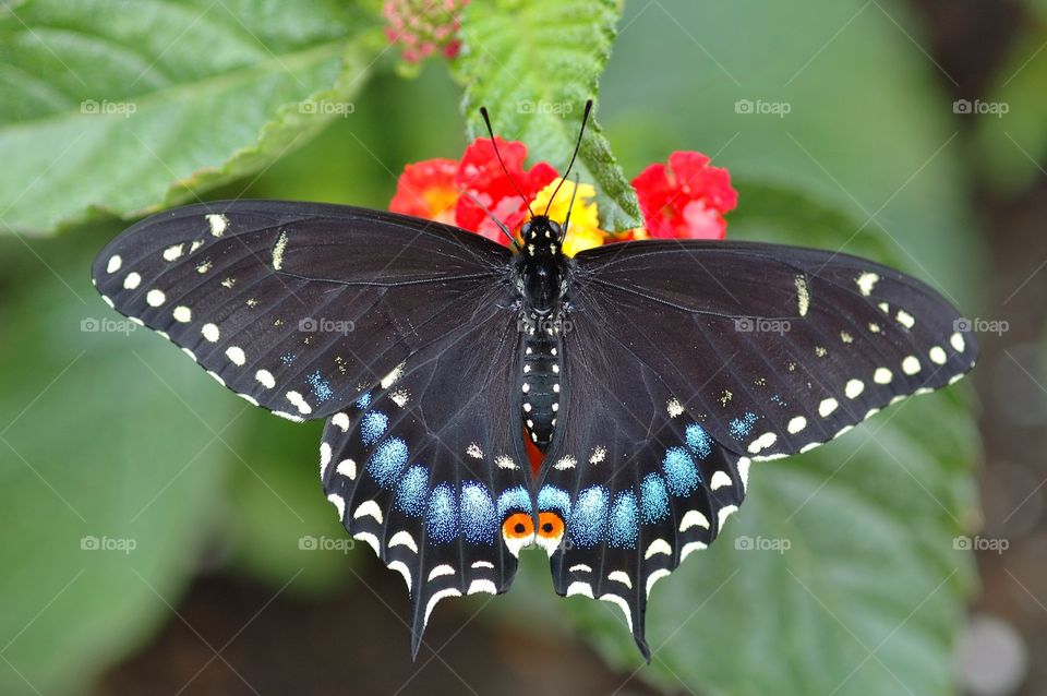 Blue Butterfly. The Butterfly House, Toledo Zoological Gardens