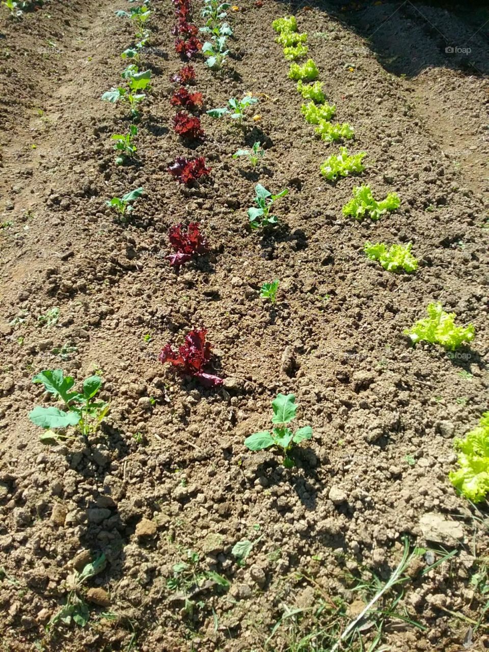 Crescendo na terra ensolarada.
