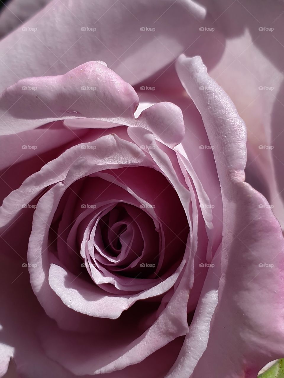 violet rose center closeup