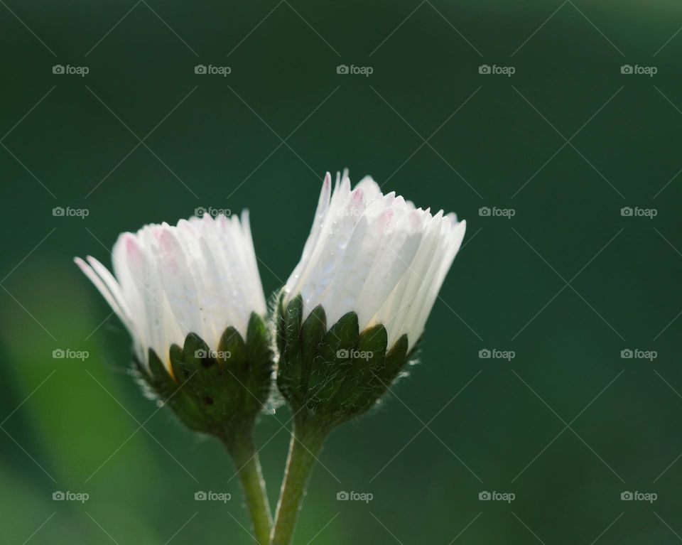 Two wet daisy flowers