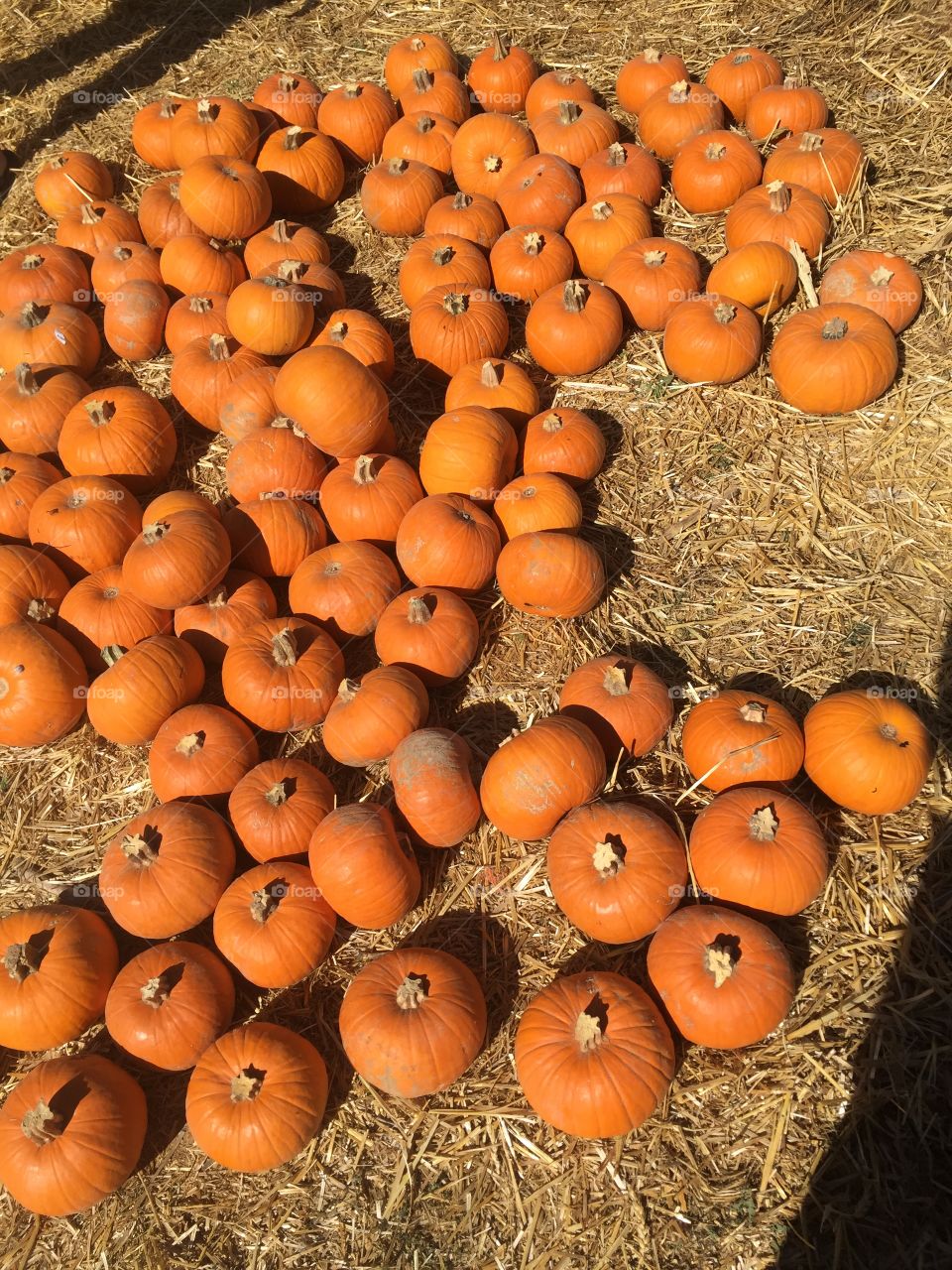 Pumpkins- Parker, CO