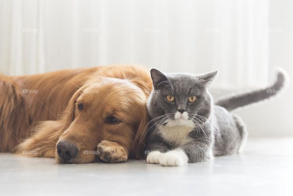 Cat and Dog