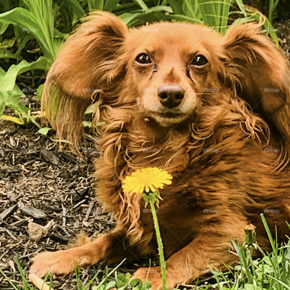 Charlie; the flowers lover 🌸