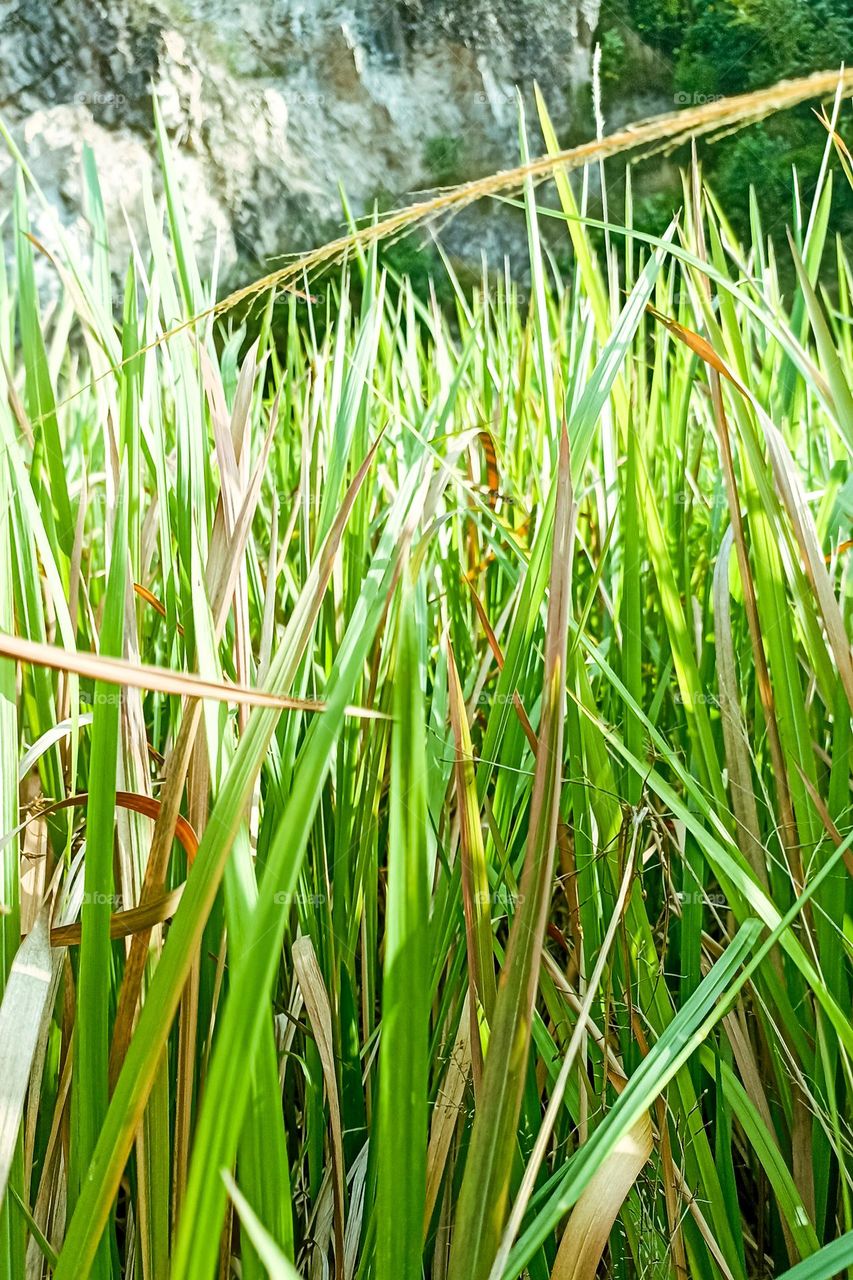 Green weeds growing towering in close-up angle view