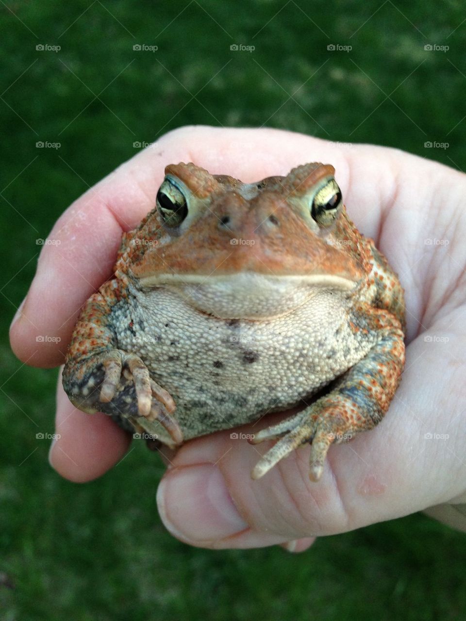 Toad