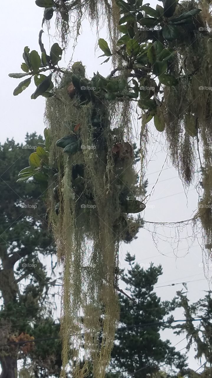 California's version of Spanish moss