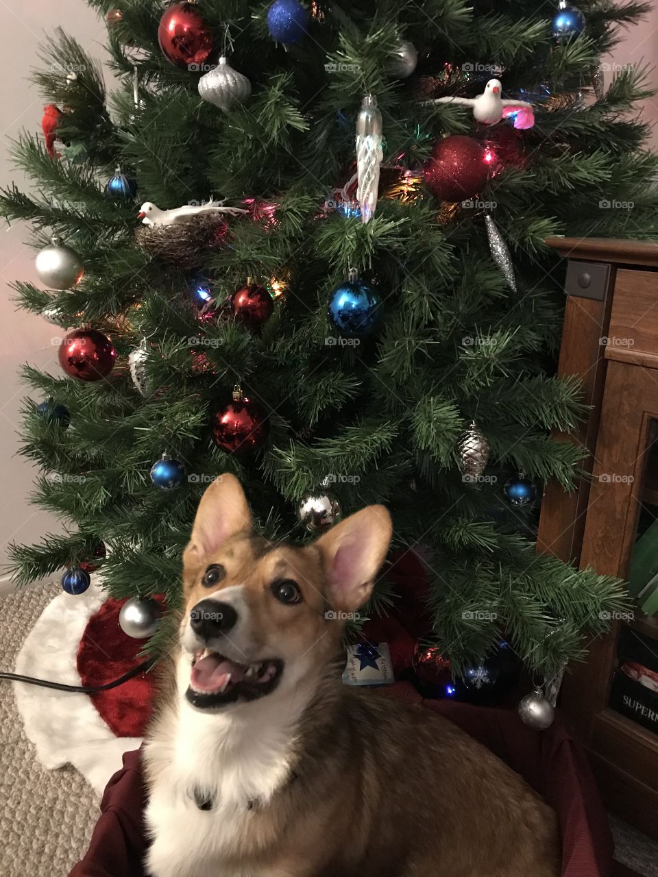 Alexa, the beautiful Christmas Corgi puppy in her box!