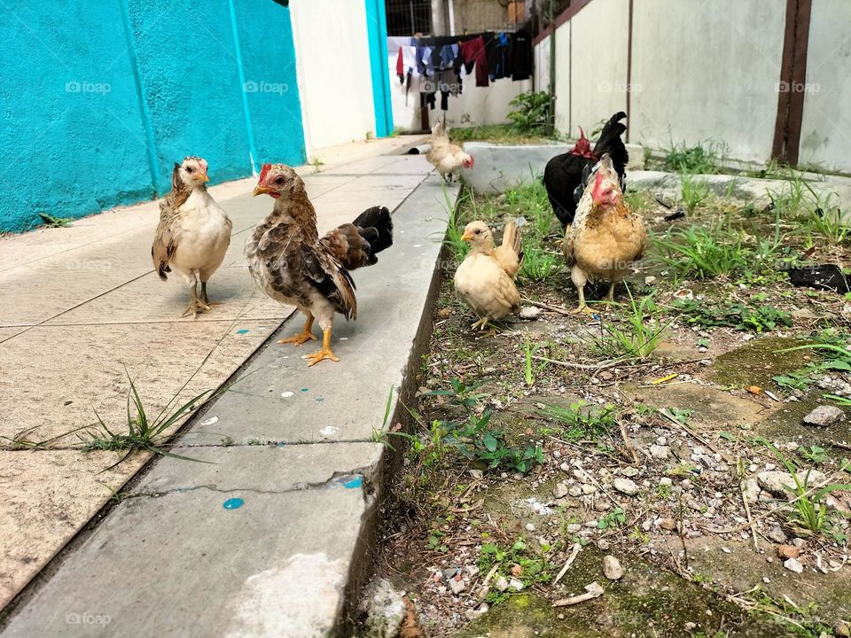 kate chickens looking for food