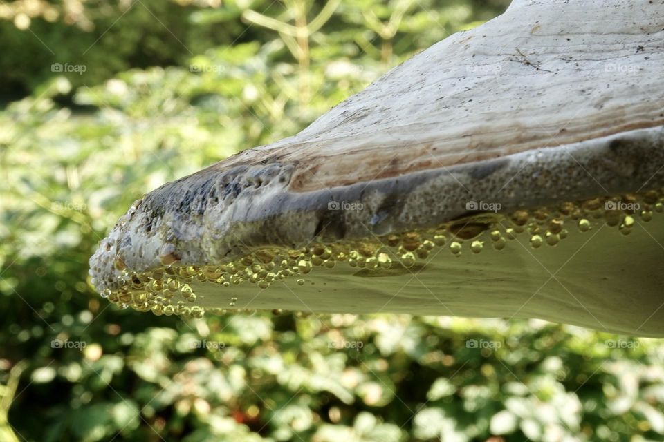 White and brown polyporus on a tree trunk covered with drops of morning dew. Close-up photo. Autumn concept.