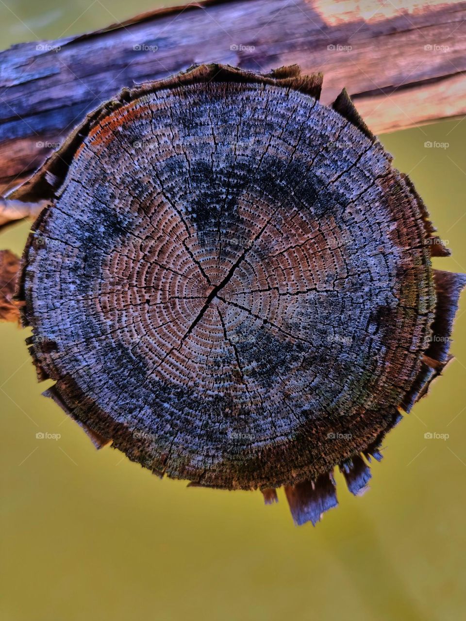 Details of old tree rings pattern as wood texture background