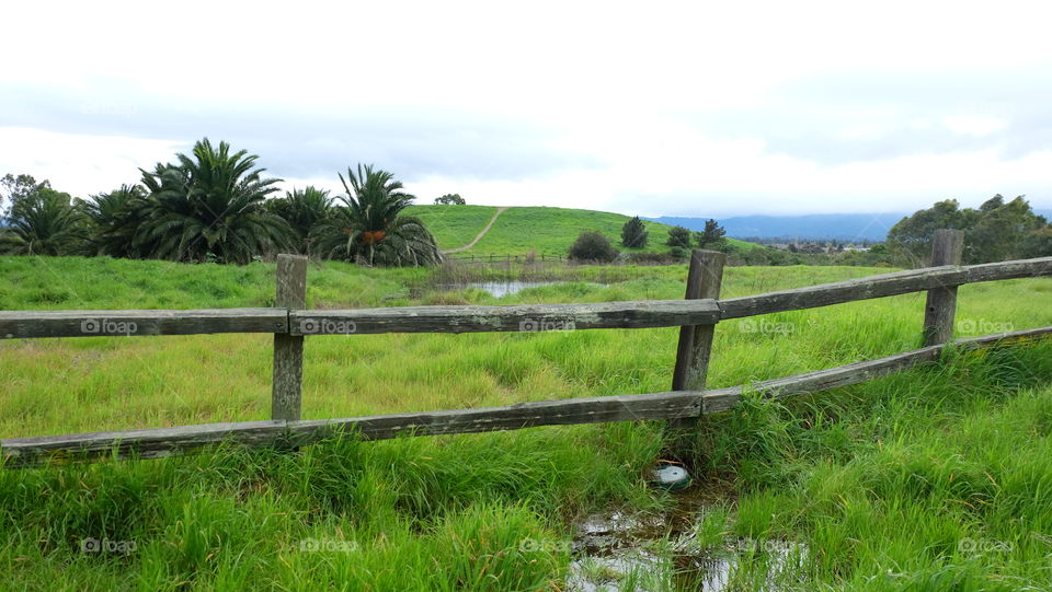 Green landscape