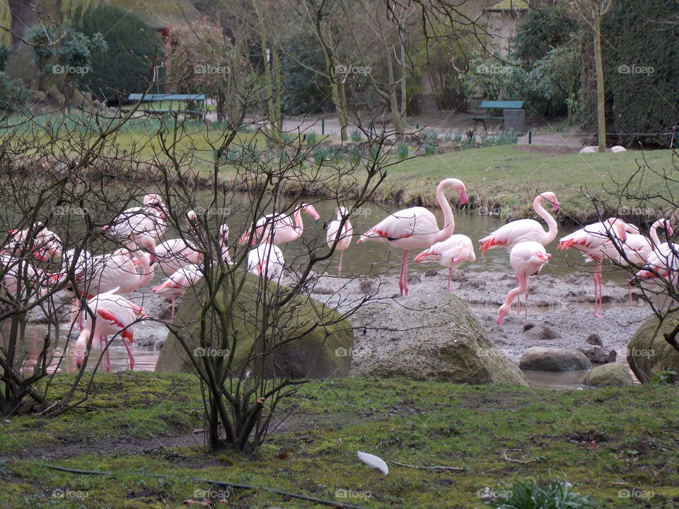 More flamingos