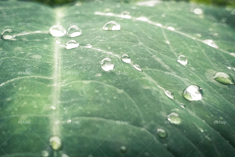 beautiful water drop in natural view