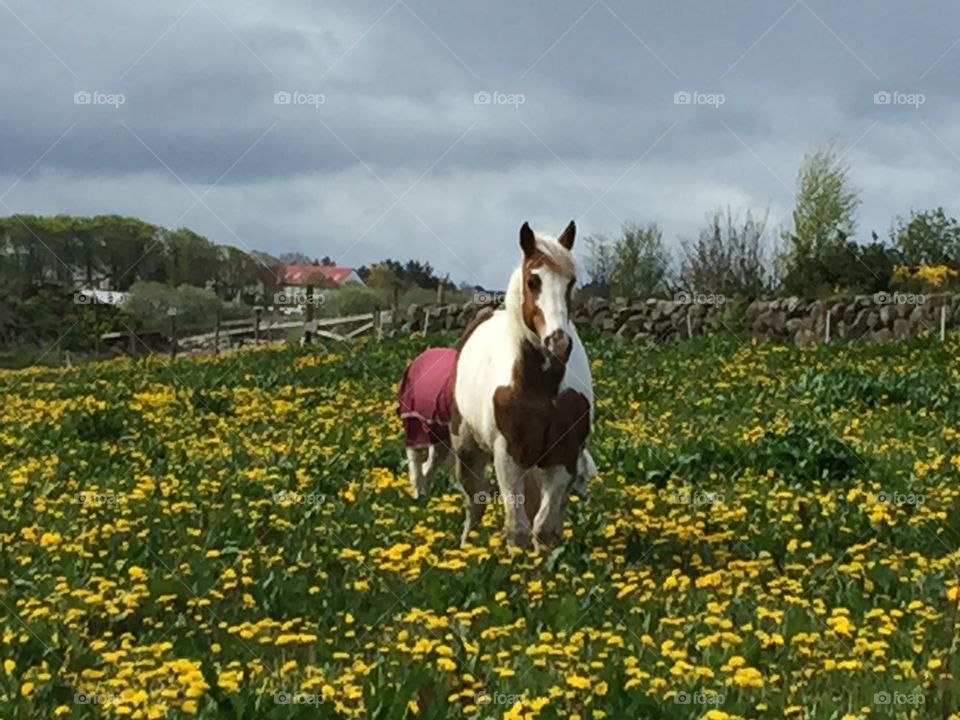 Horse in a field of Dandelions. Horse enjoying freedom in the field. 