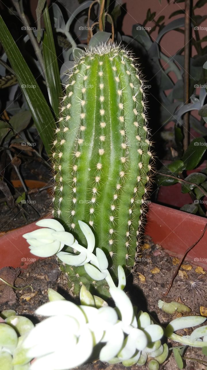 Cactus..