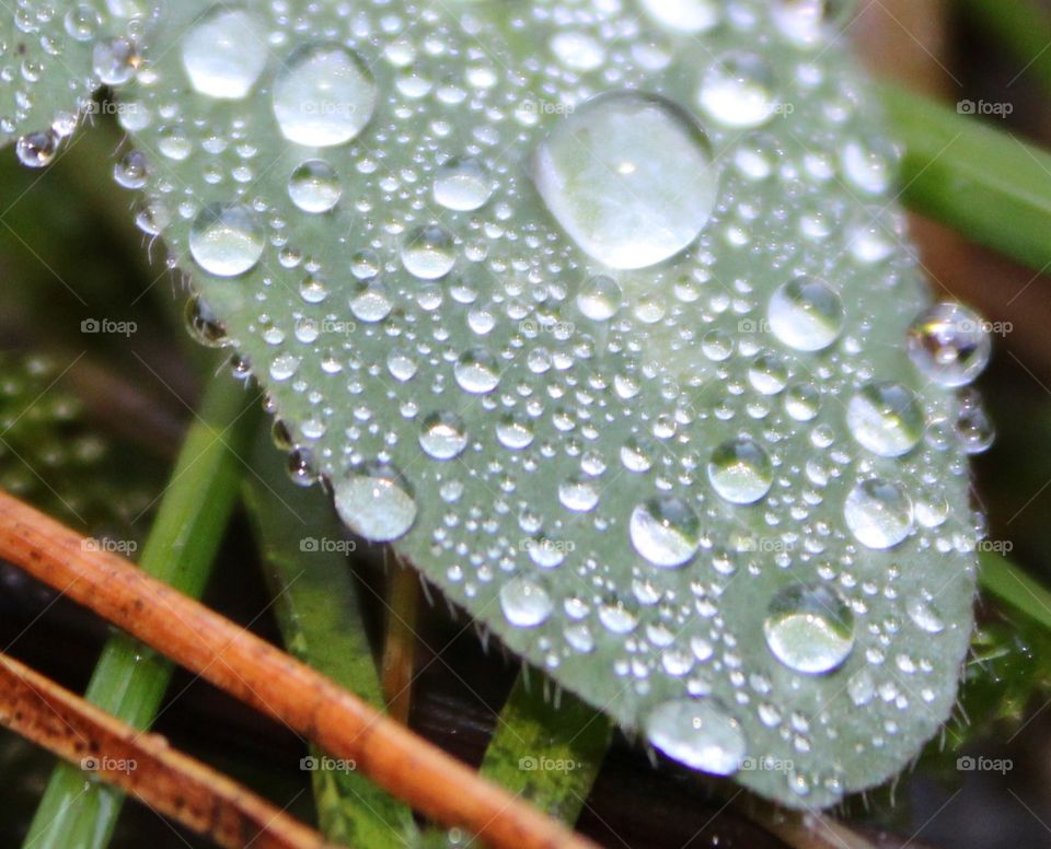 Water drop on clover