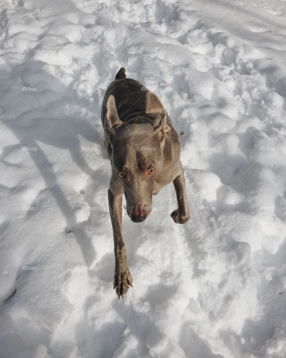 Weimaraner running in snow 