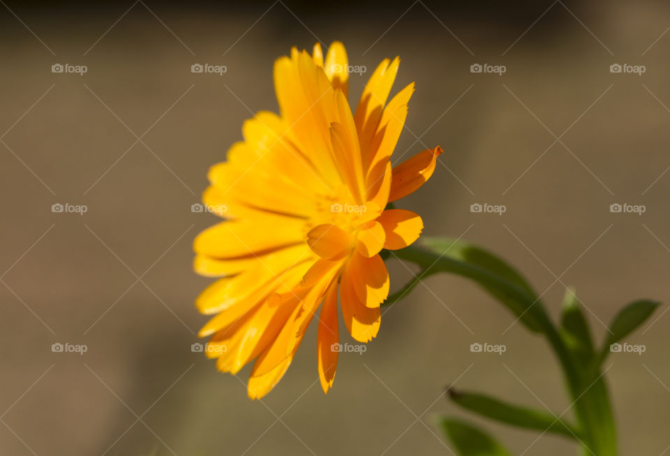 Yellow flower ,  side view. 