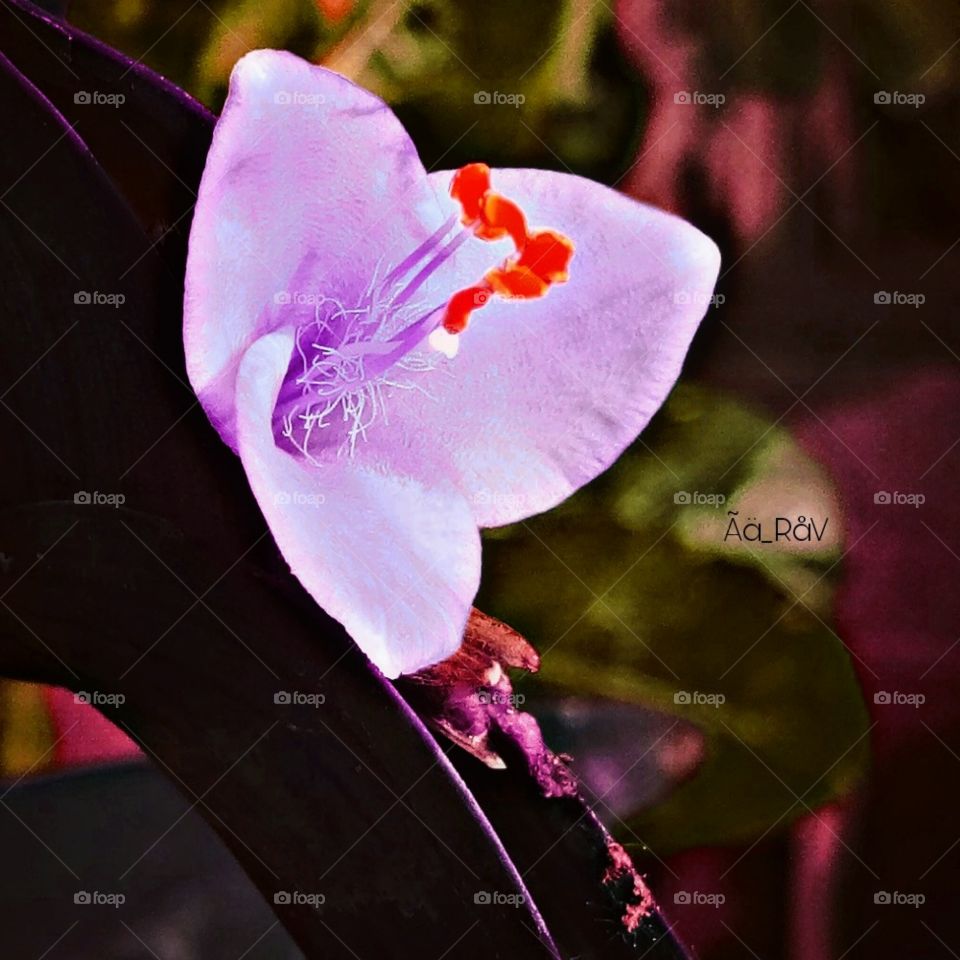 #Flower #Purple #Red