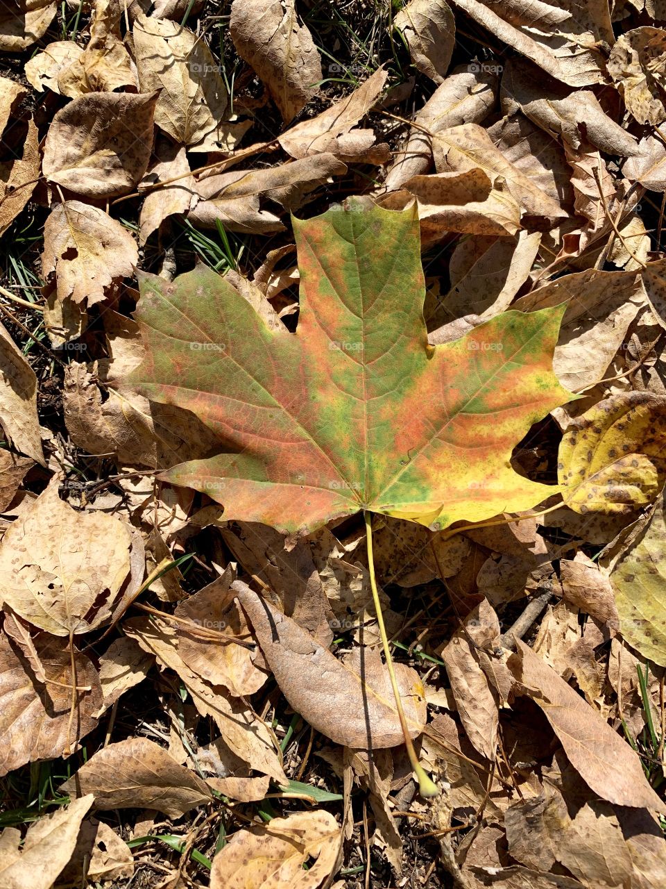 maple leaf in autumn against the background of fallen dried leaves. all the colors of autumn on a maple leaf