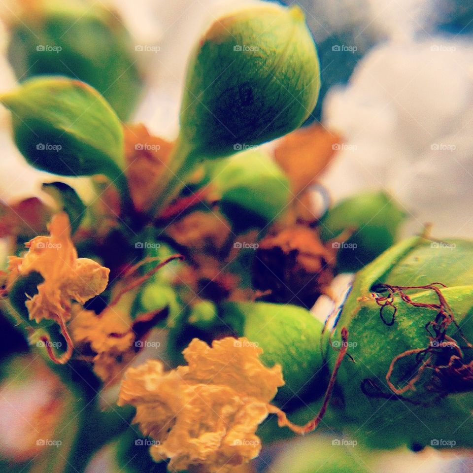 Macro buds