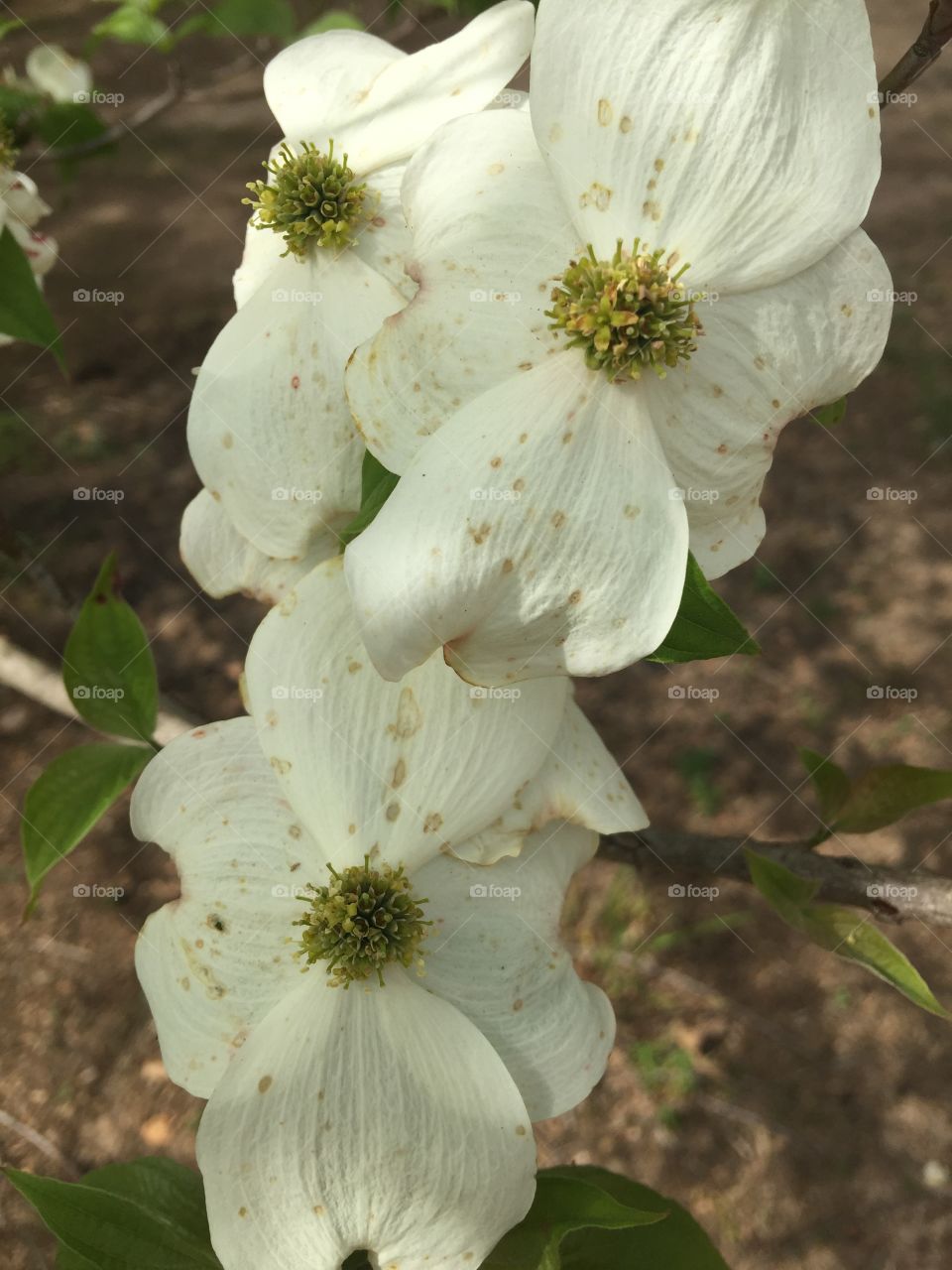 Dogwood flowers