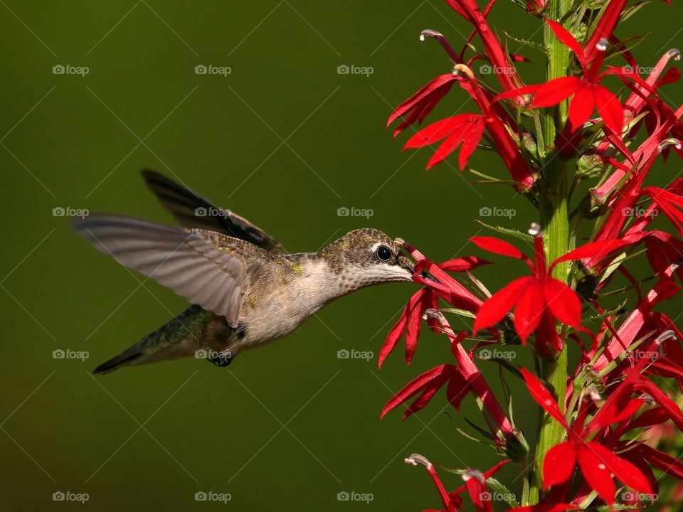 ruby-throated hummingbird feeding from cardinal flowers