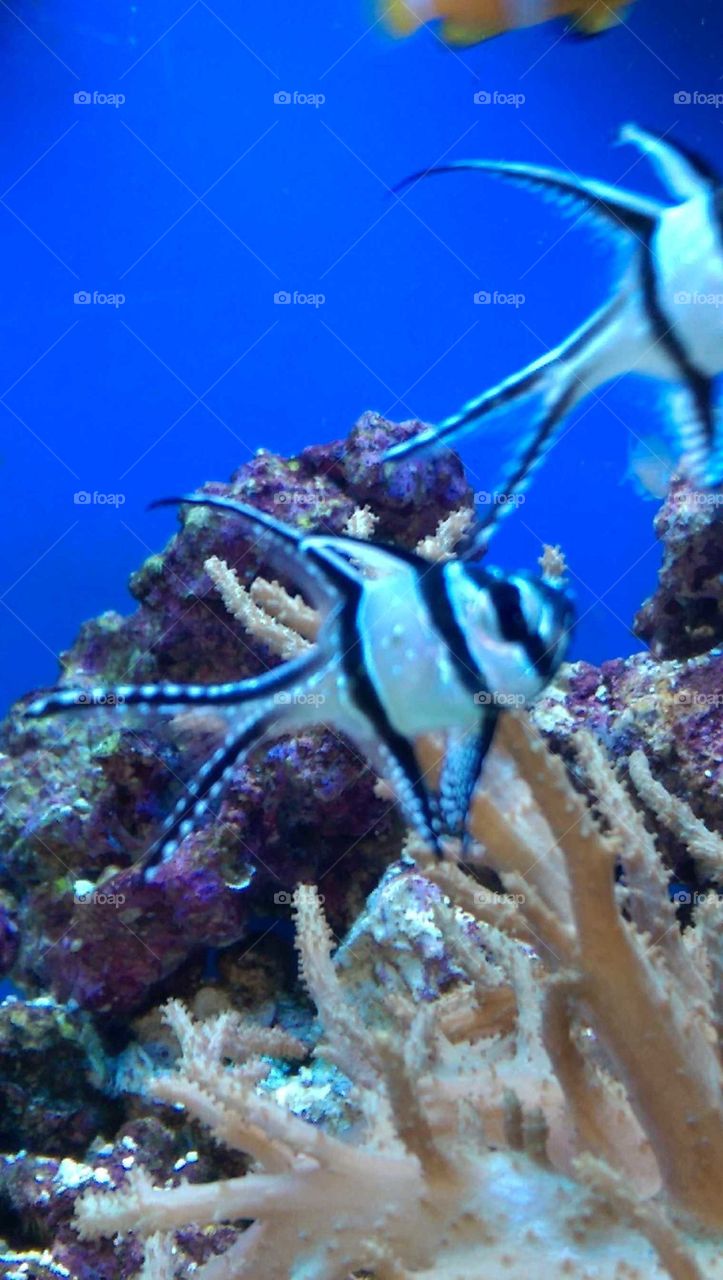 Underwater, Coral, Reef, Fish, Invertebrate