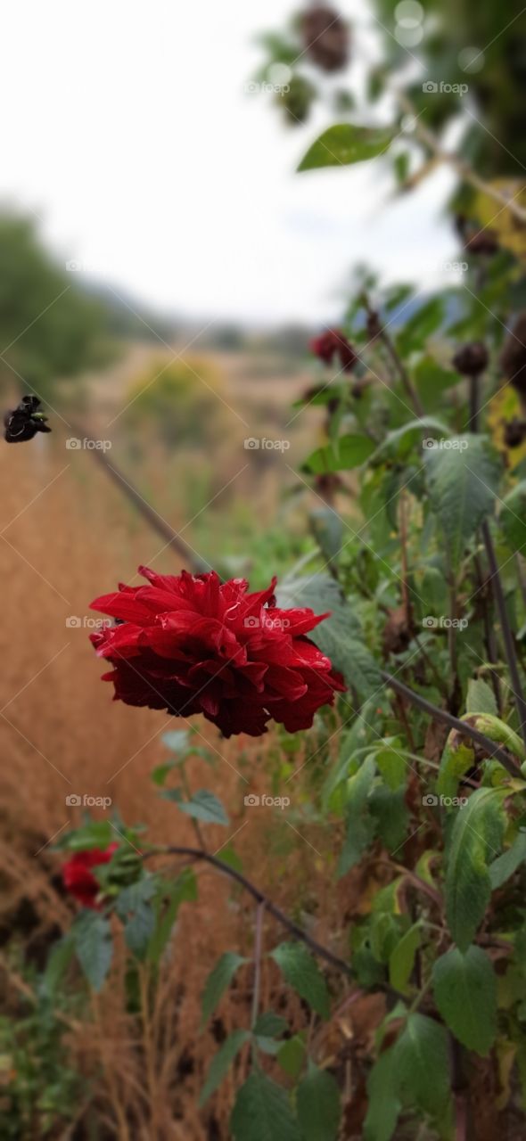 red flower in the wild