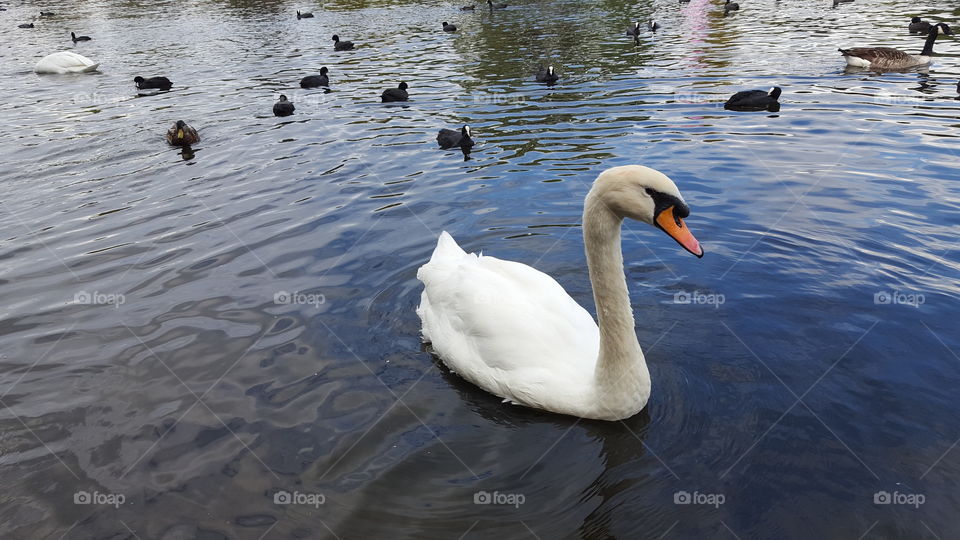 quite swan in the lake