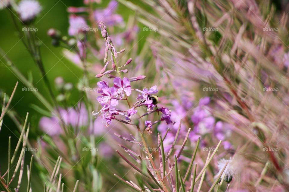 Bumblebee in pink flowers