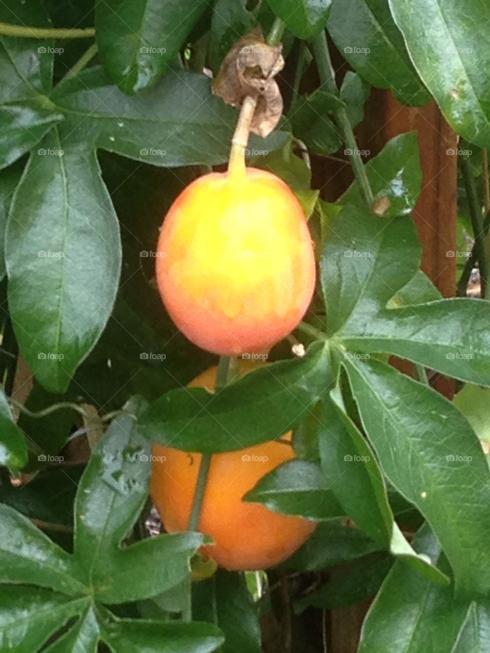 fruit of  passionflower. Passion flower in my garden has lots of beautiful bright orange fruit