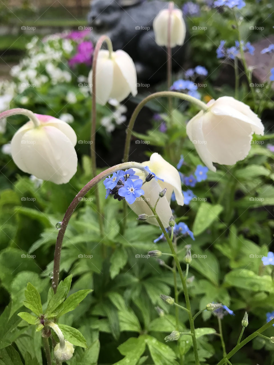 White flowers in the garden