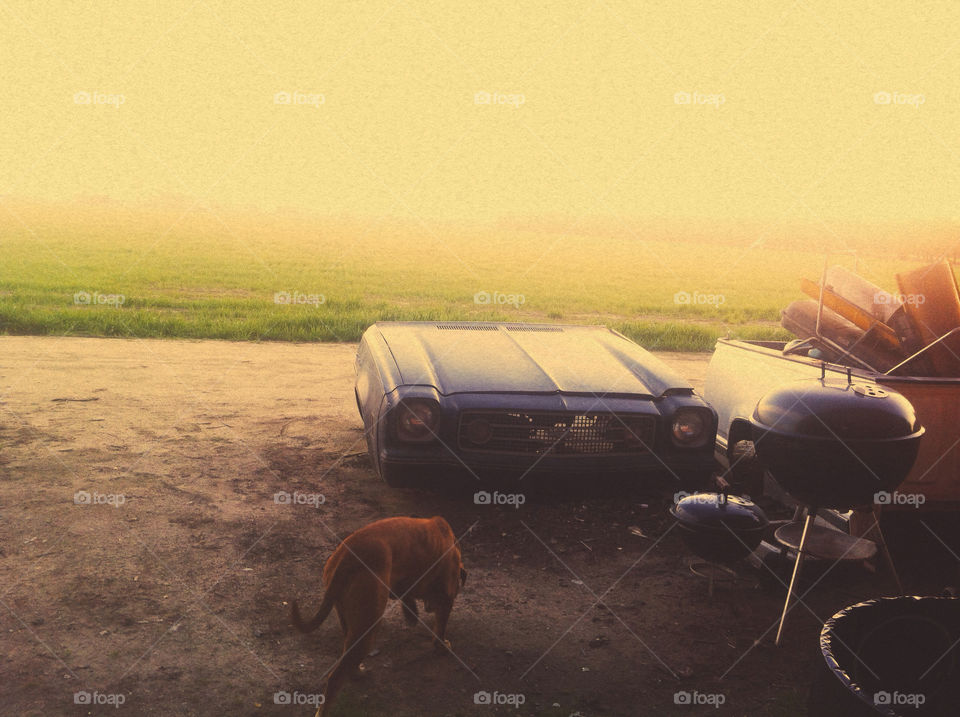 A lost dog wandering around a mechanic's shop.