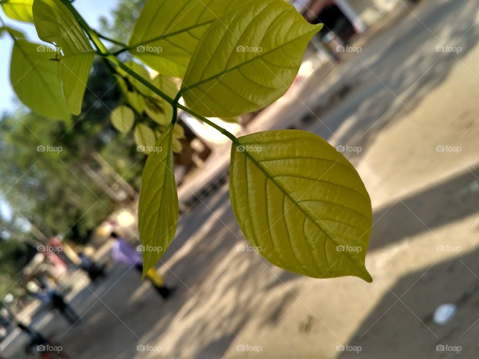 worlds famous leaf