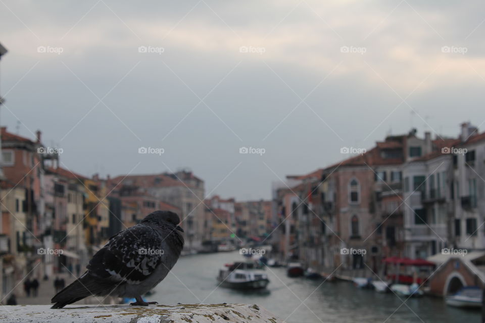 Pigeon · Venice