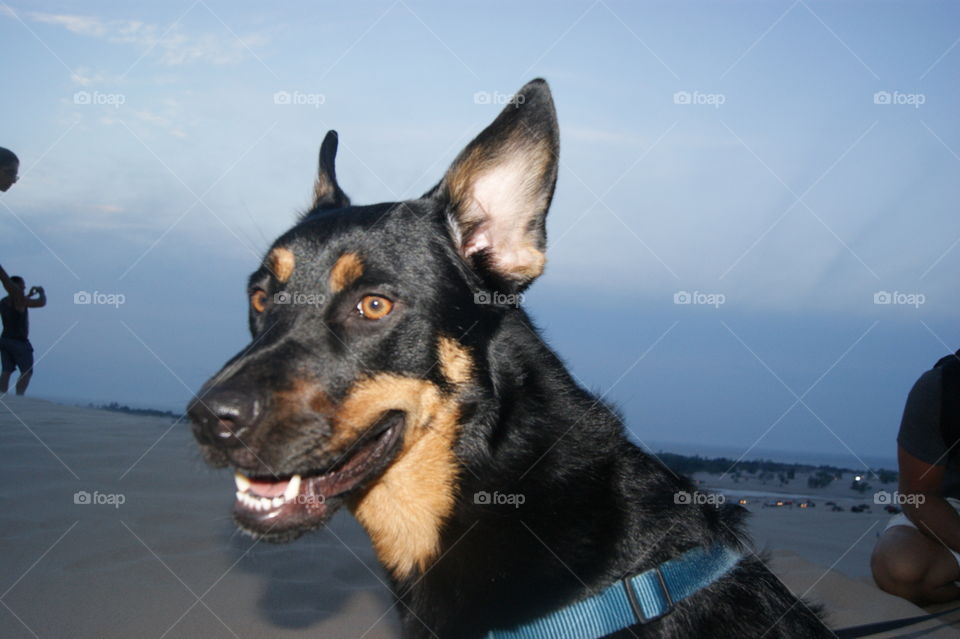 The wind blowing Jakes ears as he smiles on our trip to the sand dunes 