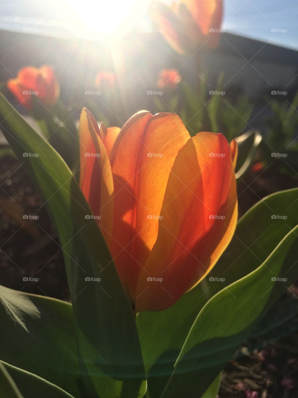 Sunlit tulip