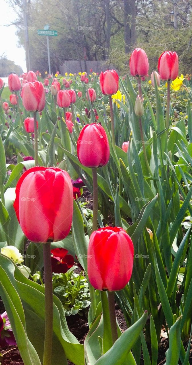 Tulips