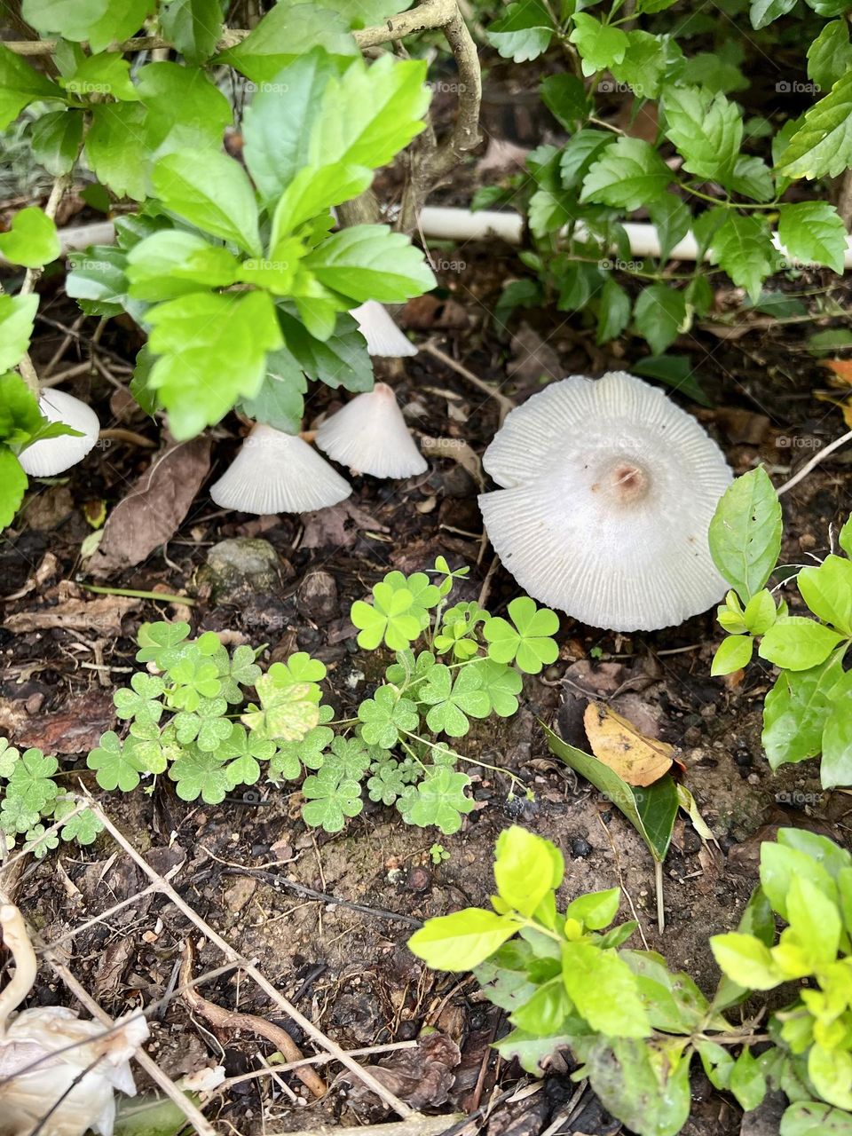 Hiking • Natural • Power of life • mushroom family 