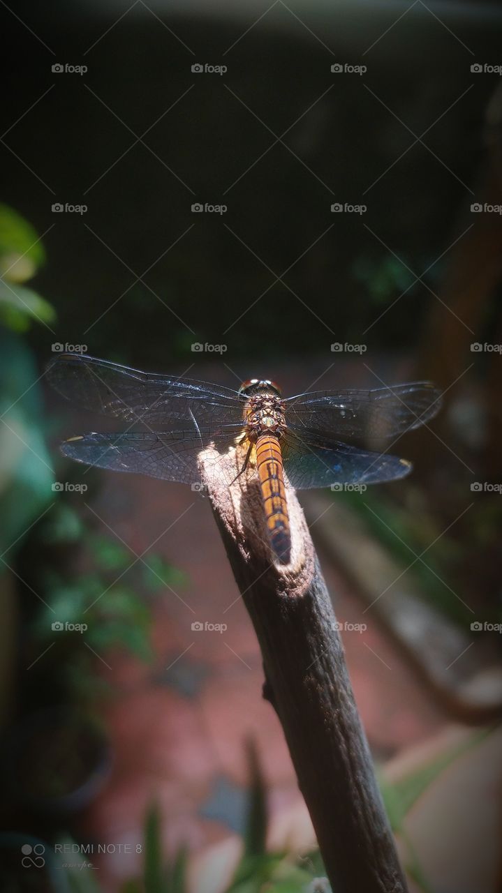 Dragonfly basking in the sun. This little guy did not even shudder when I went close to extract it's beauty through my phone. A born star I guess.
