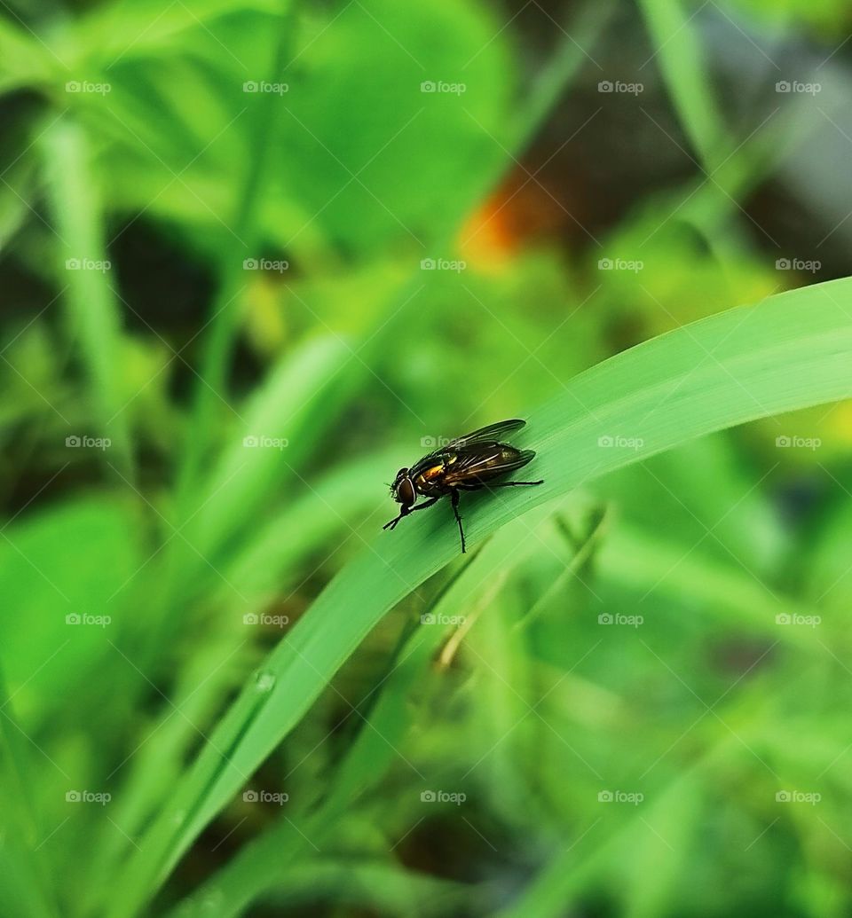 The housefly is on the plant