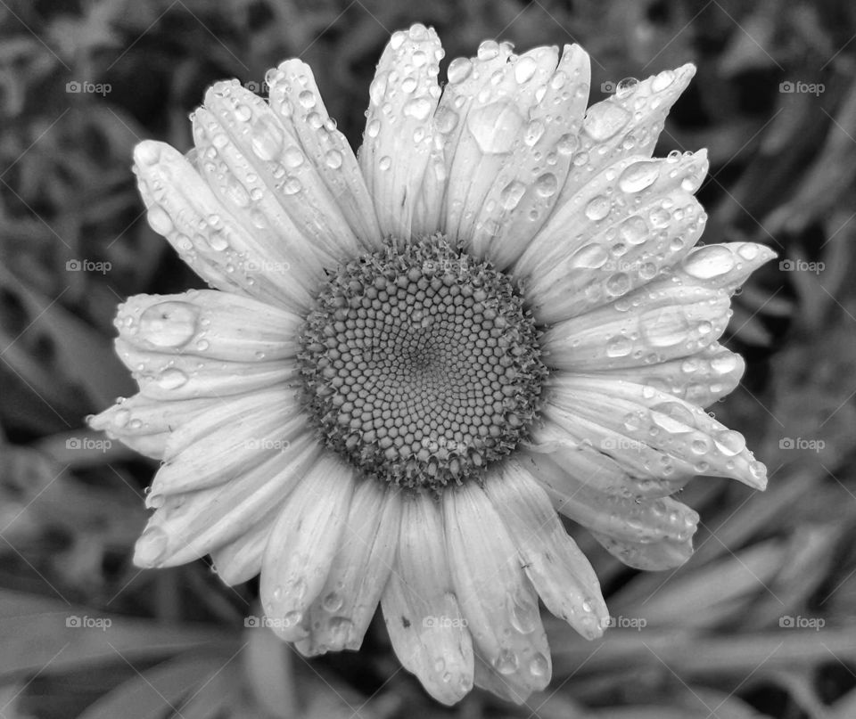 Summer storms leave a watery coating on everything including flowers.